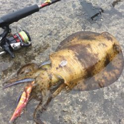 令和アオリ1号☆