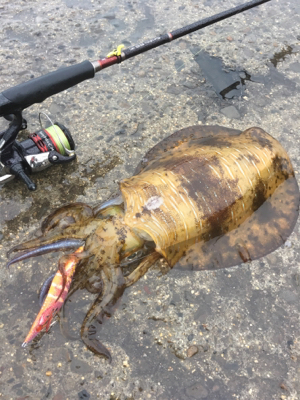 令和アオリ１号☆