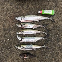 サゴシはなんとか