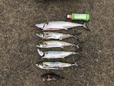 サゴシはなんとか