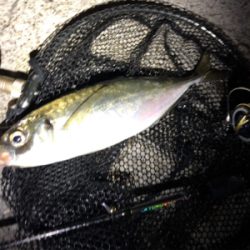 平成最後にデカアジ!