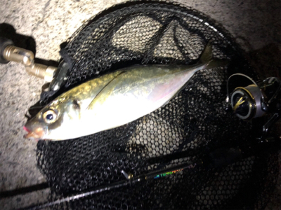 平成最後にデカアジ!