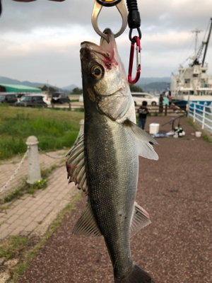 初めてのシーバス