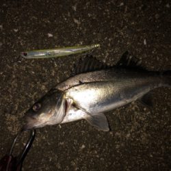 令和一発目 シーバスマルチも手乗りシーバス