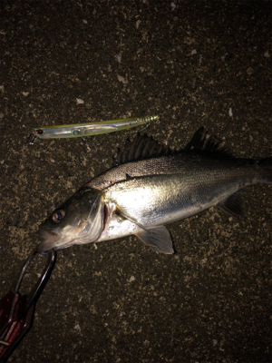 令和一発目 シーバスマルチも手乗りシーバス