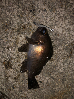 令和初の釣り爆釣