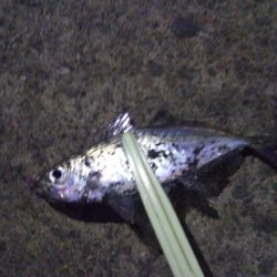 アジング&ロックフィッシュ