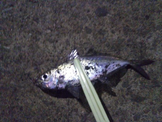 アジング&ロックフィッシュ