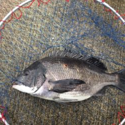 カニ落とし込みで真チヌ