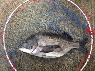 カニ落とし込みで真チヌ