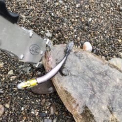 青物チャレンジ→サーフフラットへ変更