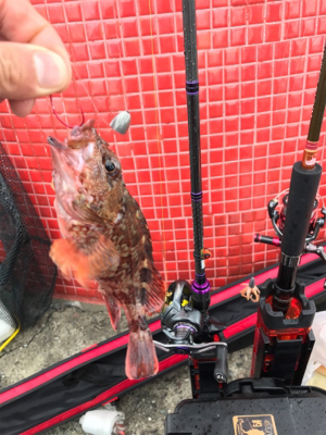 令和初釣行津田一文字ガシラ爆釣ポイント