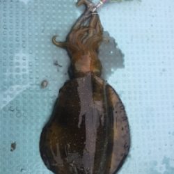 ヒヤヒヤの釣りでした