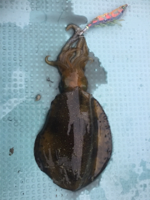 ヒヤヒヤの釣りでした