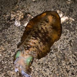 可愛い、オス、メス！