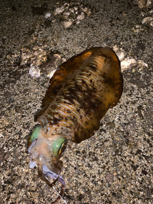 可愛い、オス、メス！