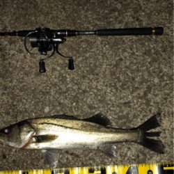 ビーフリーズでシーバス