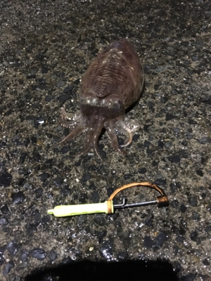 やっとコウちゃんに出会えた