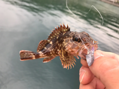 堤防ロックフィッシュ