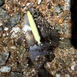 令和元年サーフメバリング