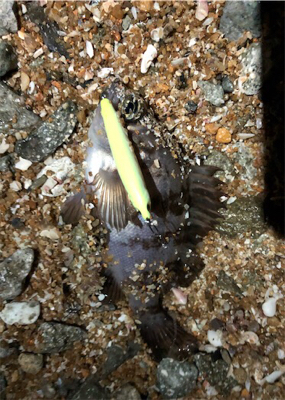 令和元年サーフメバリング