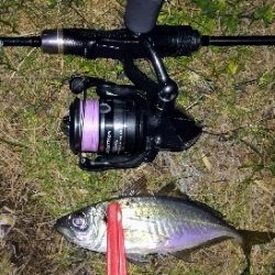 アジンガー1805~1850