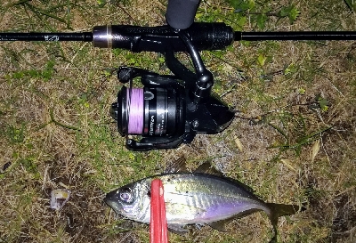 アジンガー1805~1850