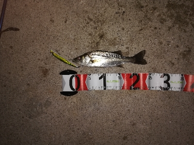 粘ってチーバス