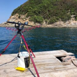 筏でアオリイカ