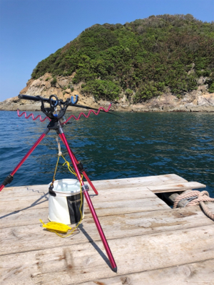 筏でアオリイカ