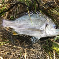 釣り人多いのにキビレ少ない