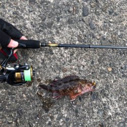 ロックフィッシュは裏切らない