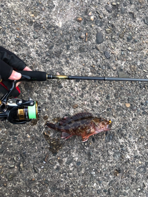 ロックフィッシュは裏切らない