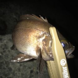 アジングのはずが?