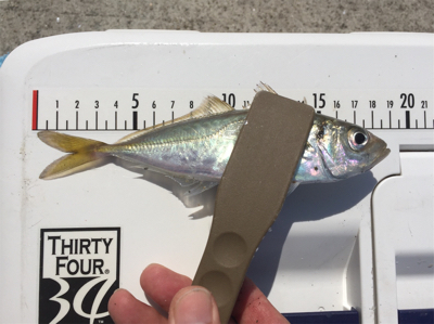 「令和」最初のサビキ釣り