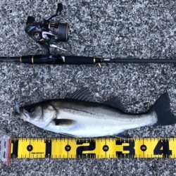 GWの奇跡 シーバス3連発