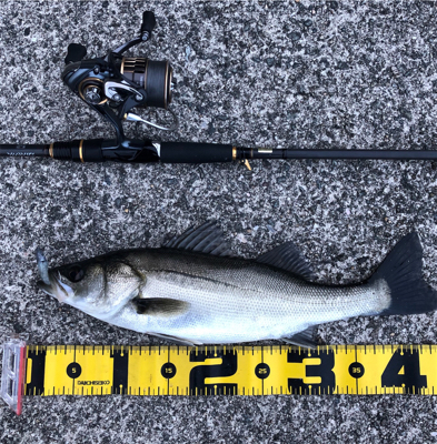 GWの奇跡 シーバス3連発