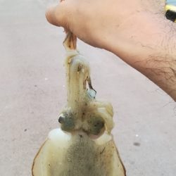 初めてのモンゴウイカ