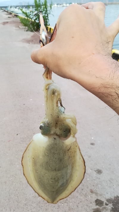 初めてのモンゴウイカ