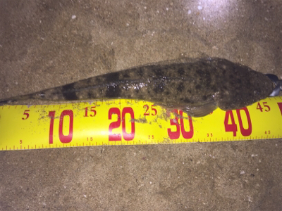 サーフフィッシング