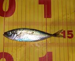 令和！初釣行♪