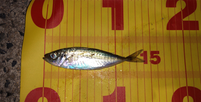 令和！初釣行♪