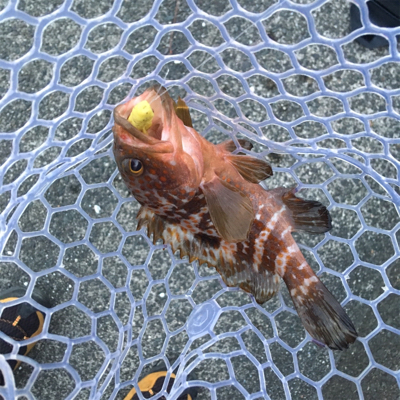 キビレ狙いのロックフィッシュゲーム