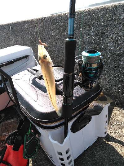 九州釣行、平成がキスで終わり、令和はキスで始まる