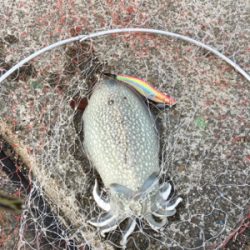 神戸コウイカ☆