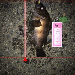 久々のメバリング