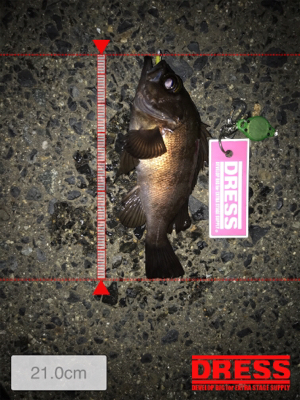 久々のメバリング