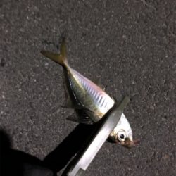 大きいのはいないのかな?