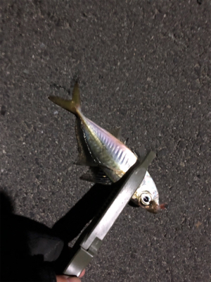 大きいのはいないのかな？