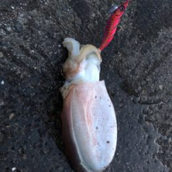 春はコウイカから